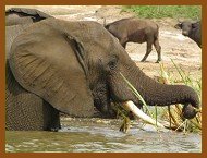 Murchions Falls Wildlife Safari
