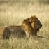 wildlife safaris