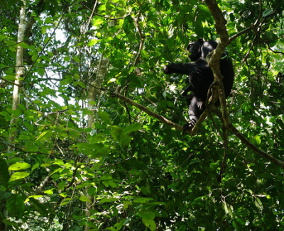 budongo chimps