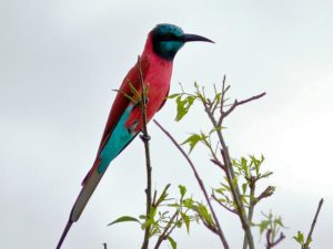 birding in uganda