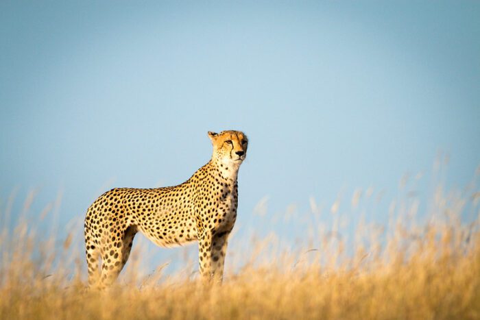 cheetah safari