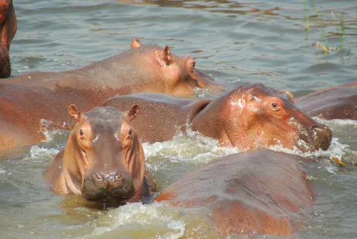 hippos in Uganda