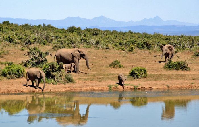 safaris in uganda