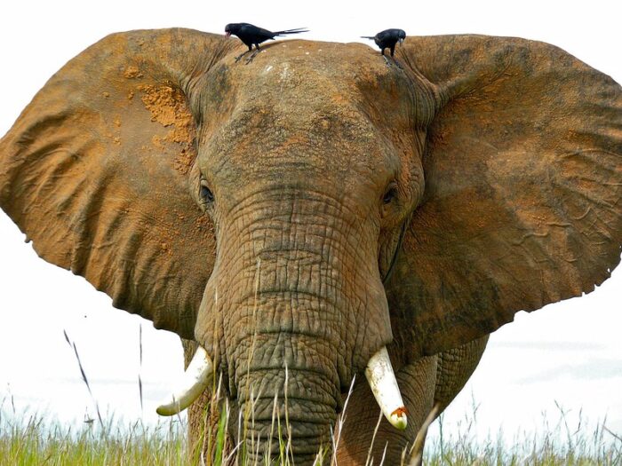 uganda elephant