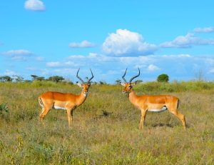 safaris uganda