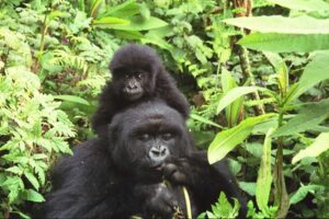 gorilla tracking Africa