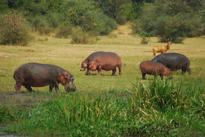8 days safari in uganda
