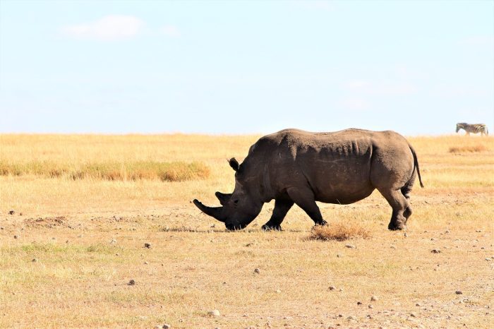 12 Days Uganda Primates and Wildlife Safari