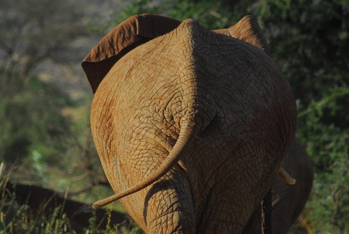 15 Days Best of Uganda Safari