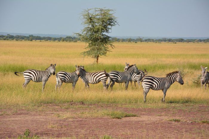 13 Days Uganda and Rwanda Gorilla Wildlife Safari