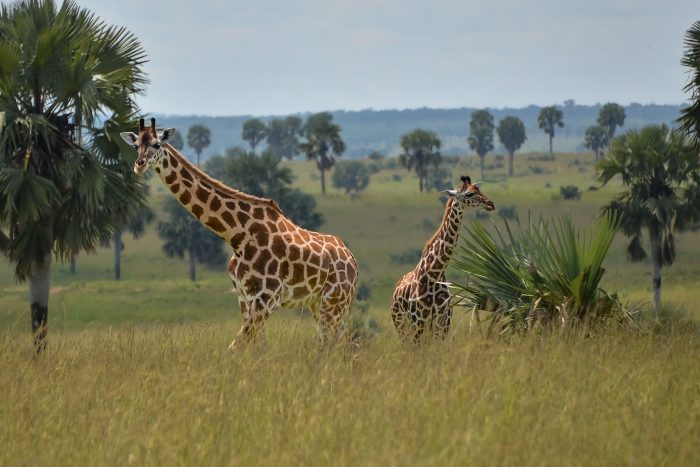 Uganda safaris 6 days