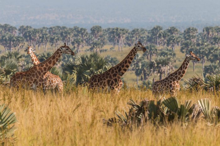 Uganda tours 8 days