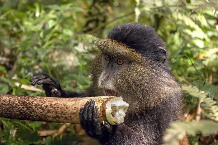 Golden_monkey_(Cercopithecus_kandti)_eating