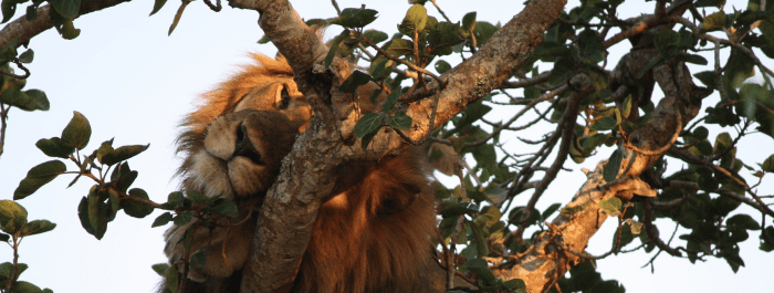 tree climbing lions in uganda