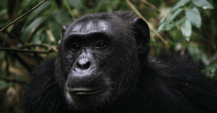 Chimpanzee safaris