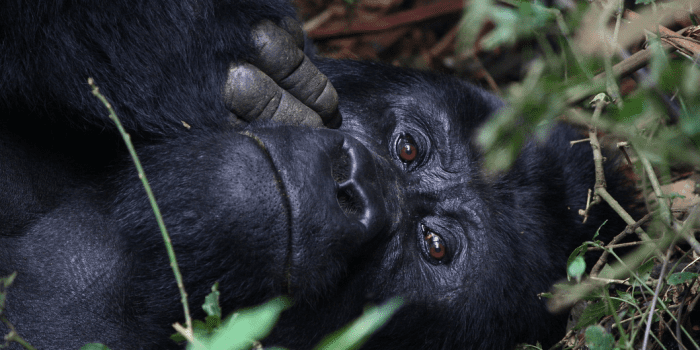 gorilla tracking uganda