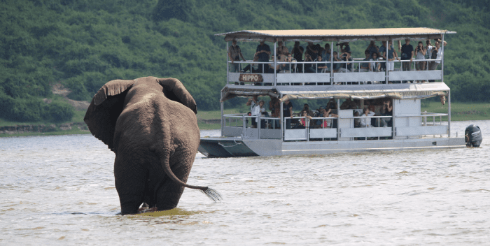 Queen elizabeth national park safaris