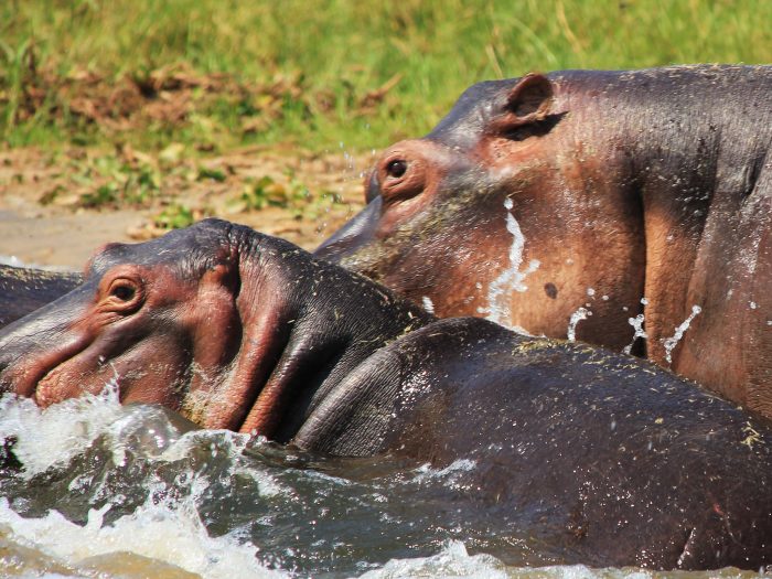 African hippo