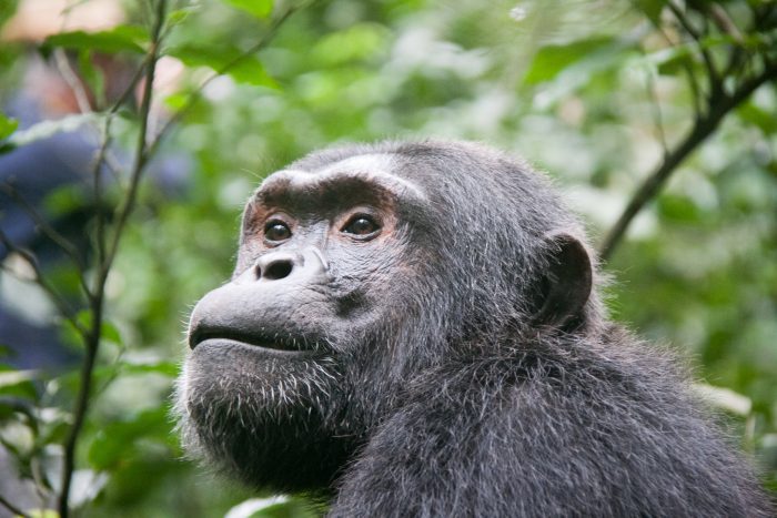 chimpanzee safari tours