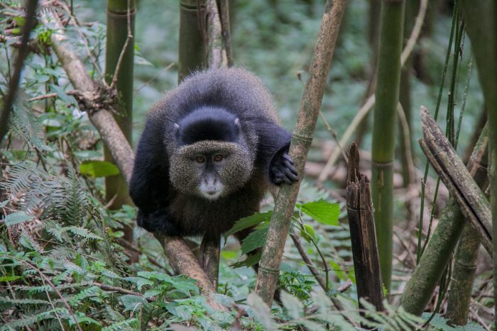 golden monkey trekking uganda