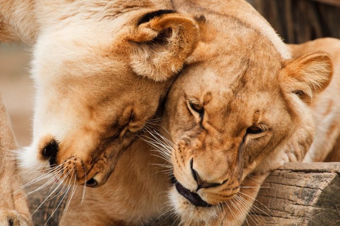 kidepo valley safari tour