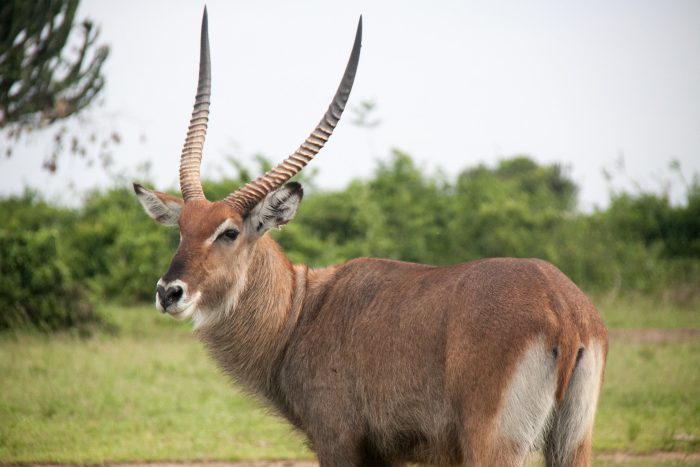 queen elizabeth national park safaris