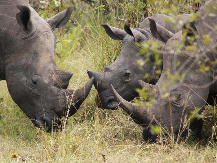 rhino safaris africa