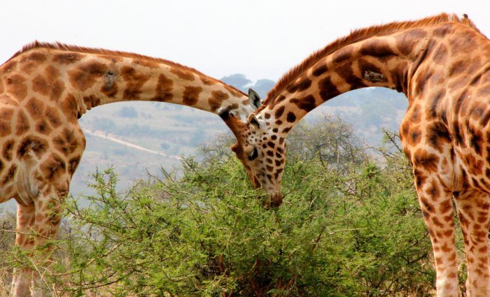 Uganda giraffe