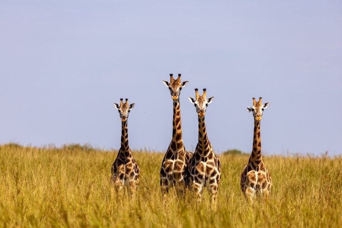 uganda safaris