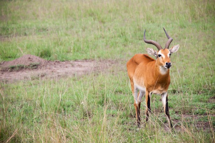 uganda trip and expedition