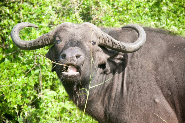 wildlife adventure uganda