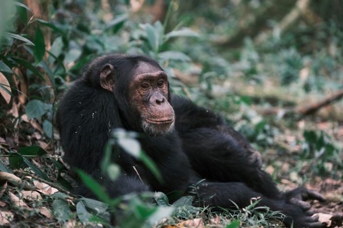 chimpanzee safaris