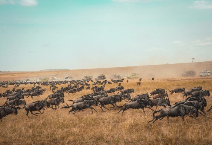 wildebeest migration safaris