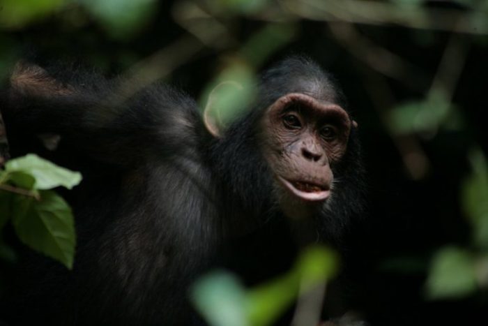 chimpanzee tours