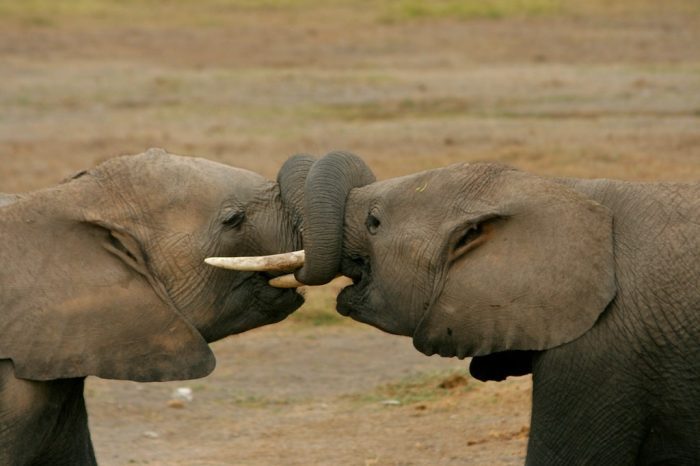 safaris in Uganda