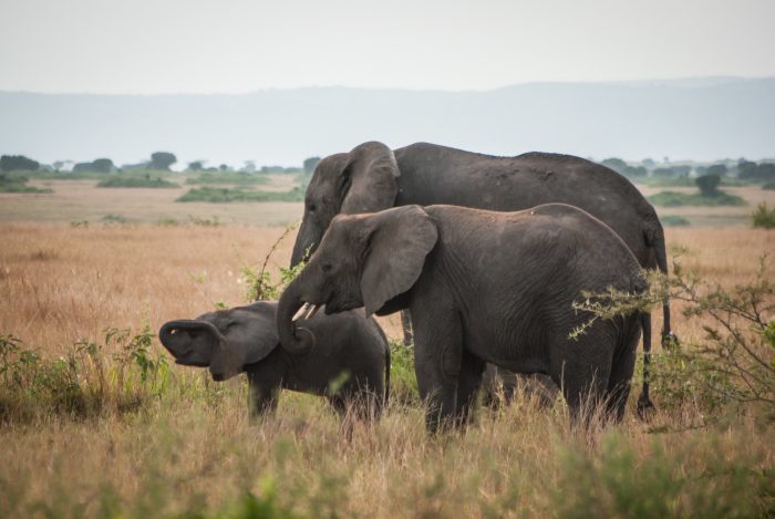 elephants of uganda safaris