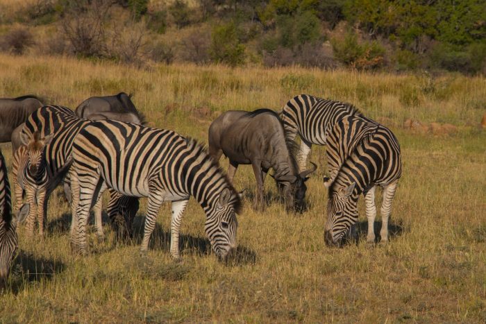 zebra safaris uganda