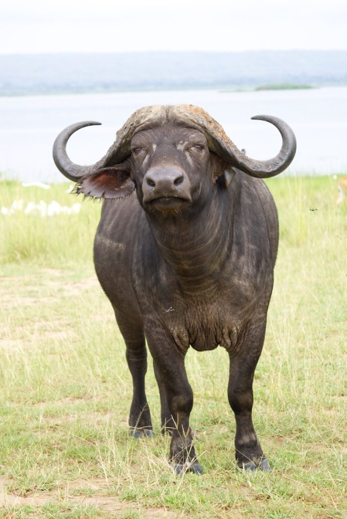 buffalo safaris uganda