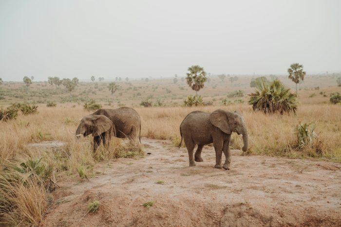 uganda safaris