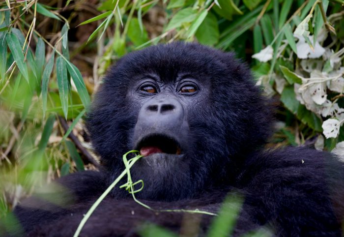 gorilla trekking