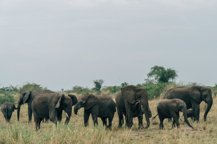 elephants in uganda safari