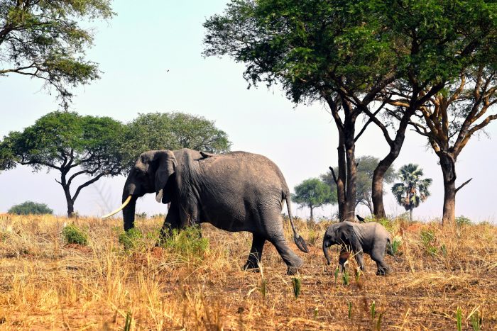 kidepo elephant safari