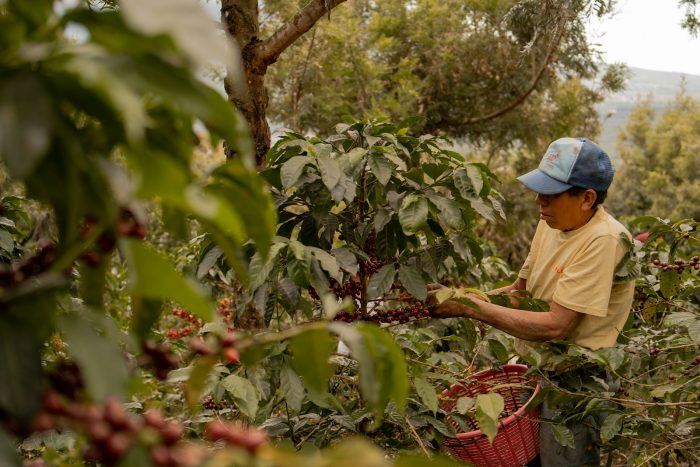 Coffee farm in Africa