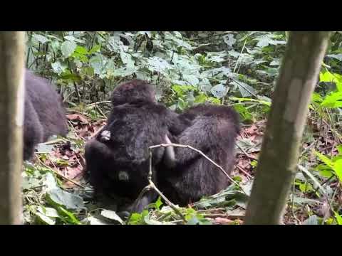 Mother and baby gorillas Uganda