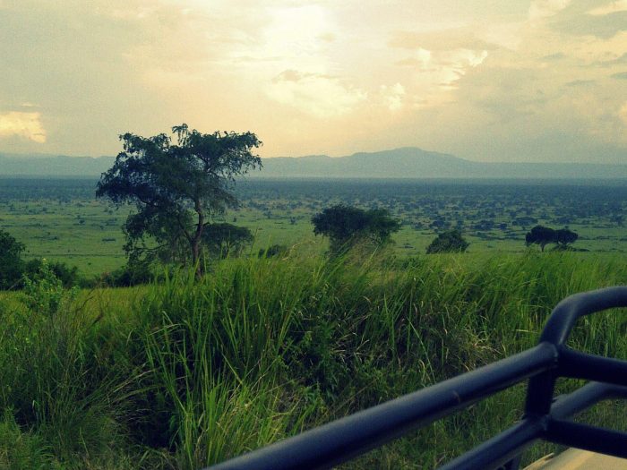 Morning game drive