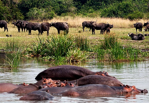 Hippos and buffaloes Uganda