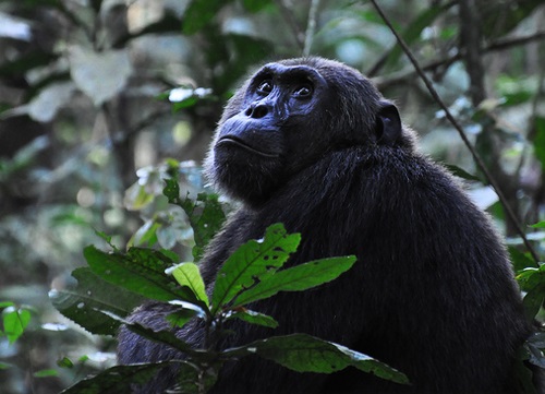 Chimpanzee Budongo Forest Uganda