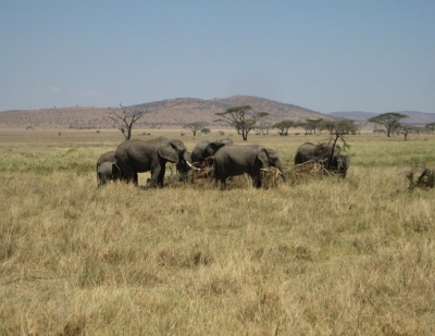 elephant safari tours