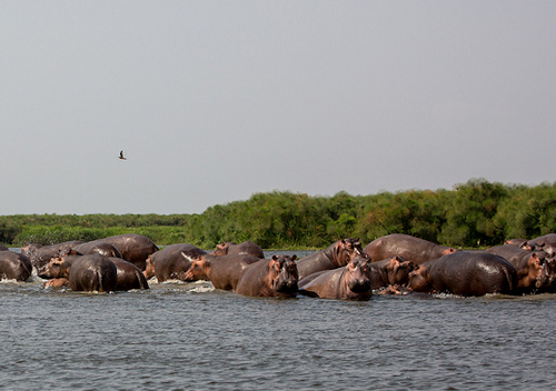 hippos uganda