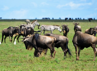serengeti safari Tanzania